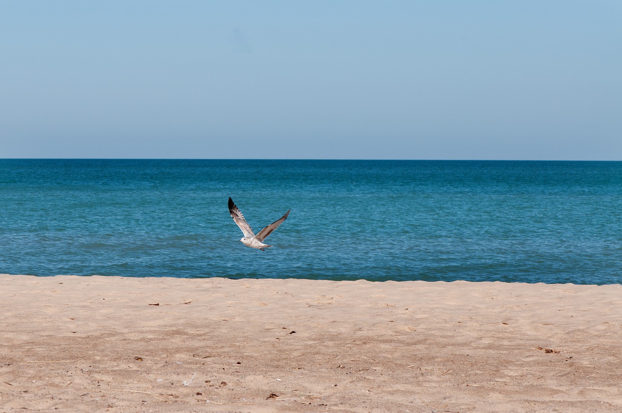 lake michigan sea gull water free photo