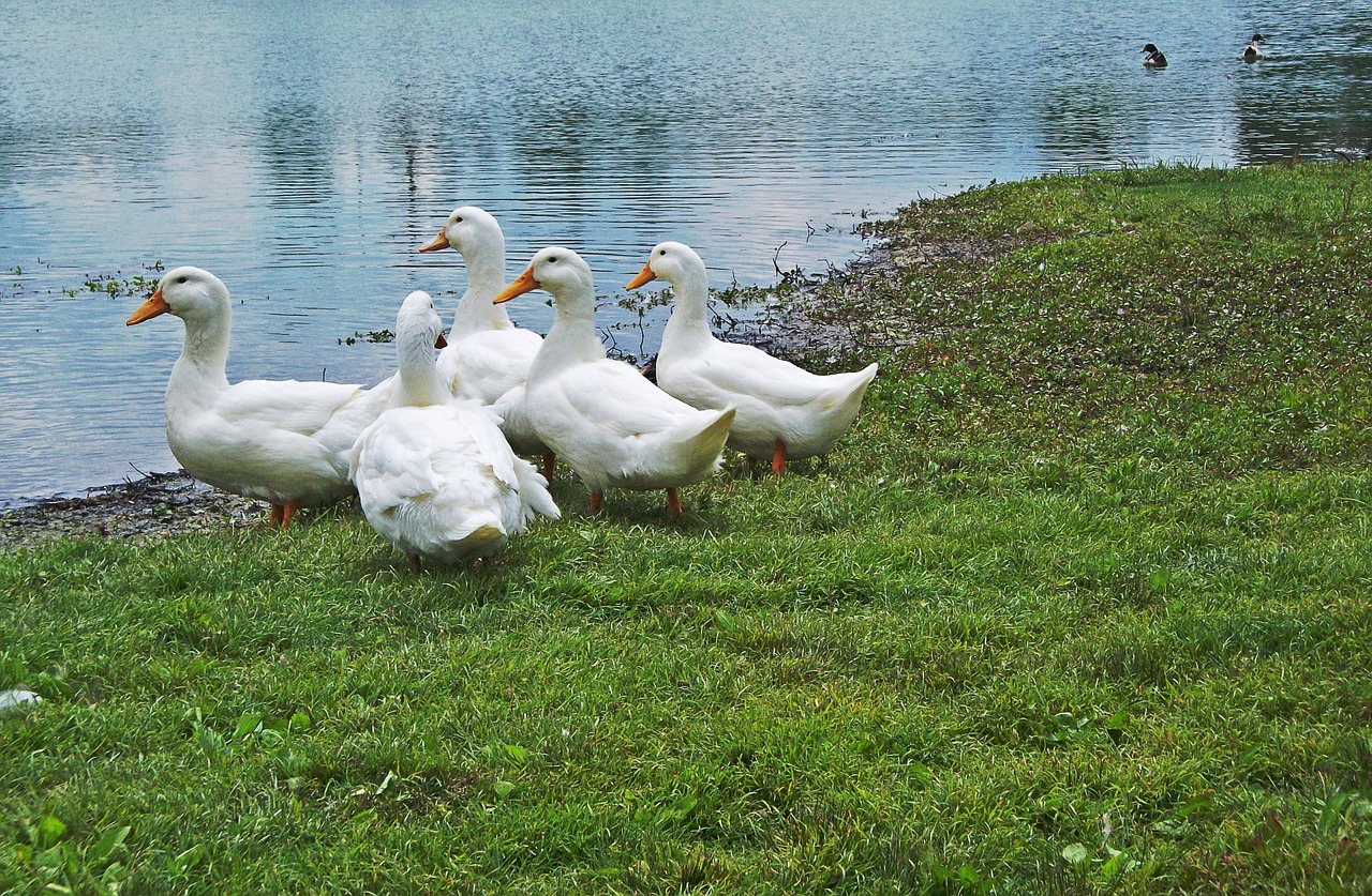 lake mingo ducks ducks kentucky free photo