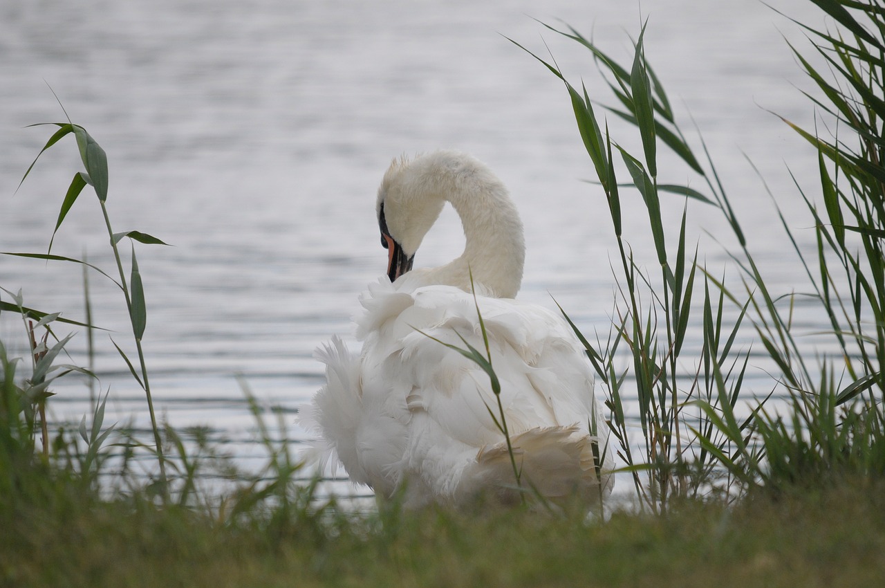 lake neusiedl burgenland swan free photo
