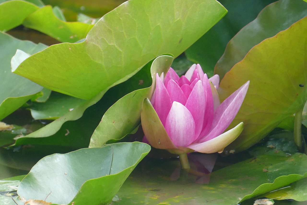 lake rose water lily plant free photo