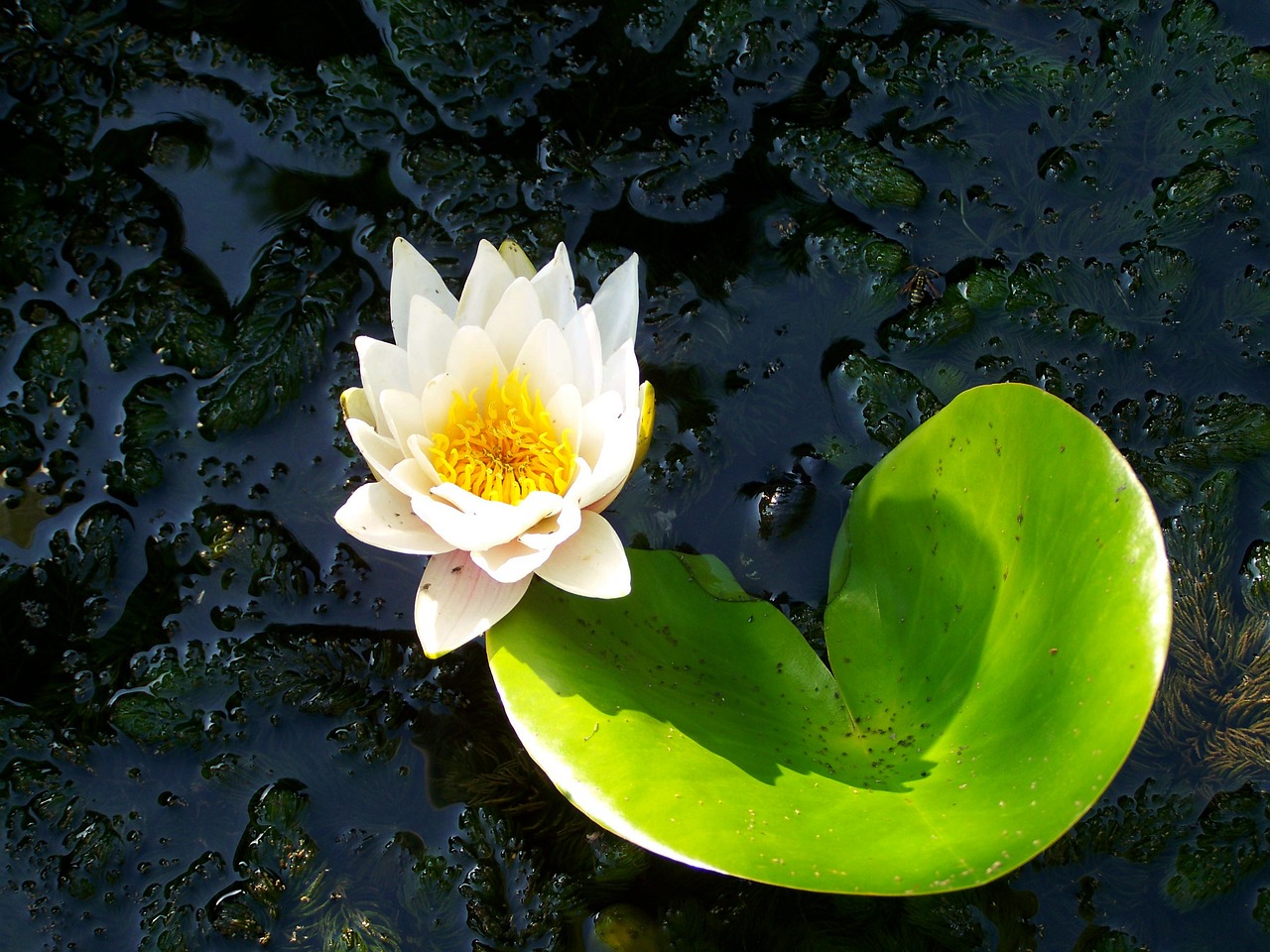 lake rose aquatic plant white flower free photo