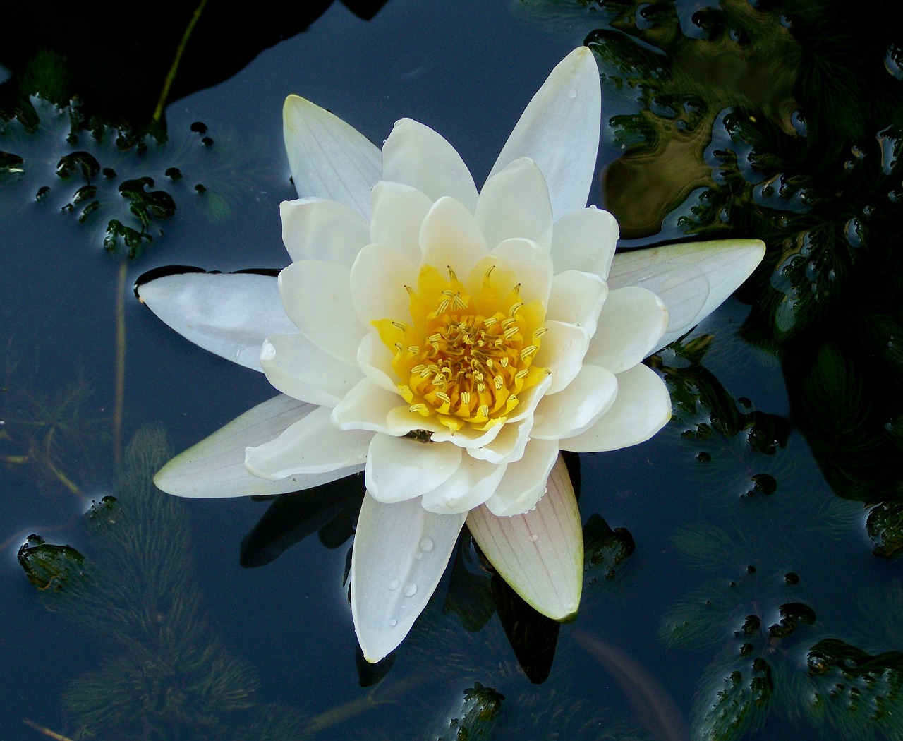 lake rose aquatic plant white flower free photo