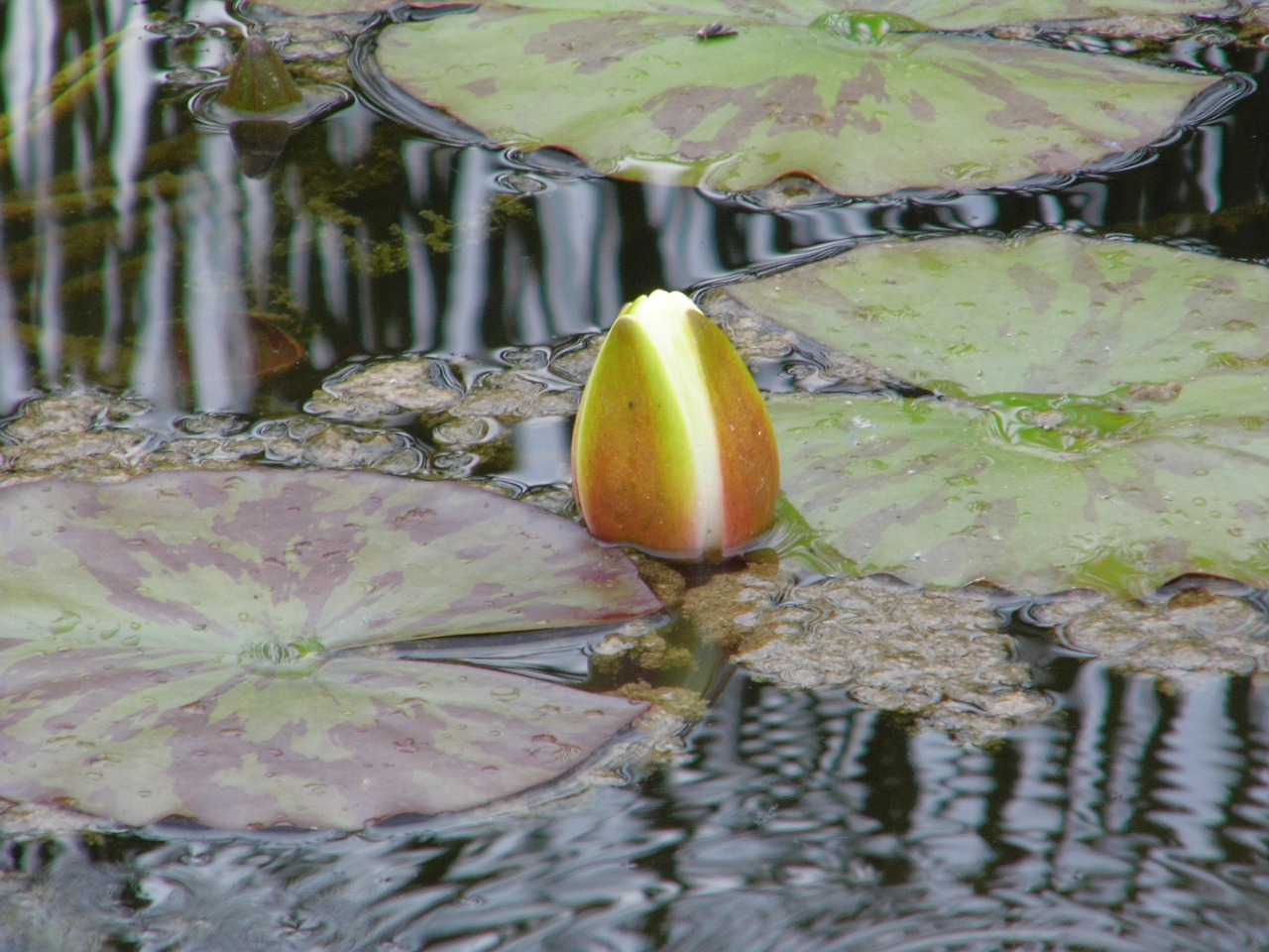 lake rose  white water lily  nature free photo