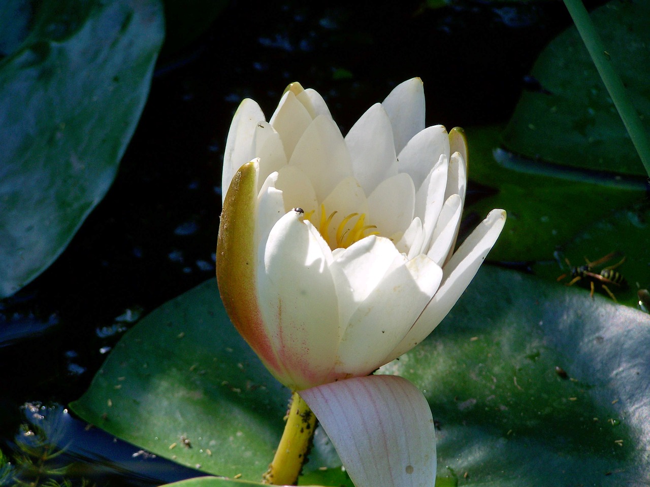 lake rose  aquatic plant  fairy rose free photo