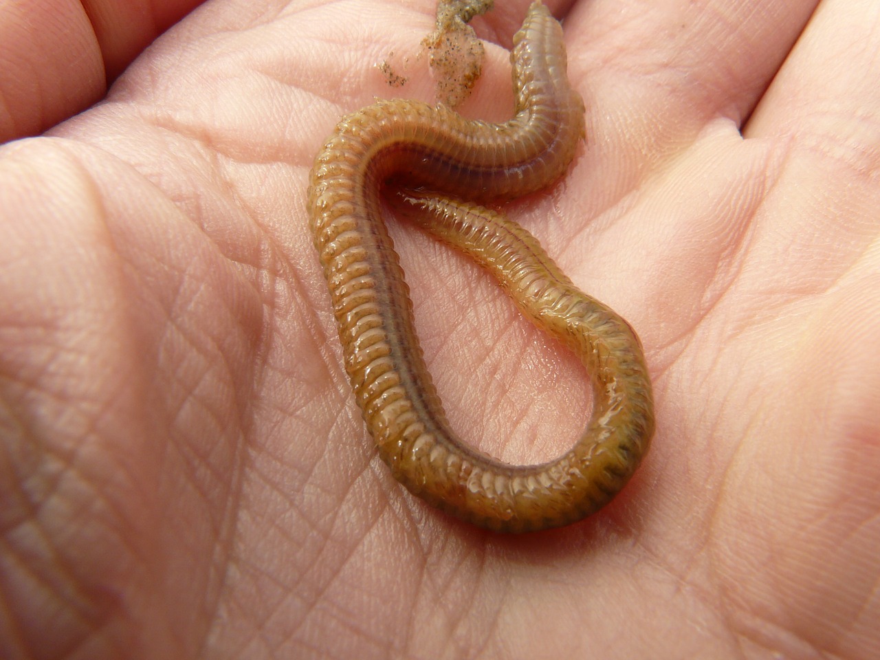 lake striped worm worm nereis diversicolor free photo