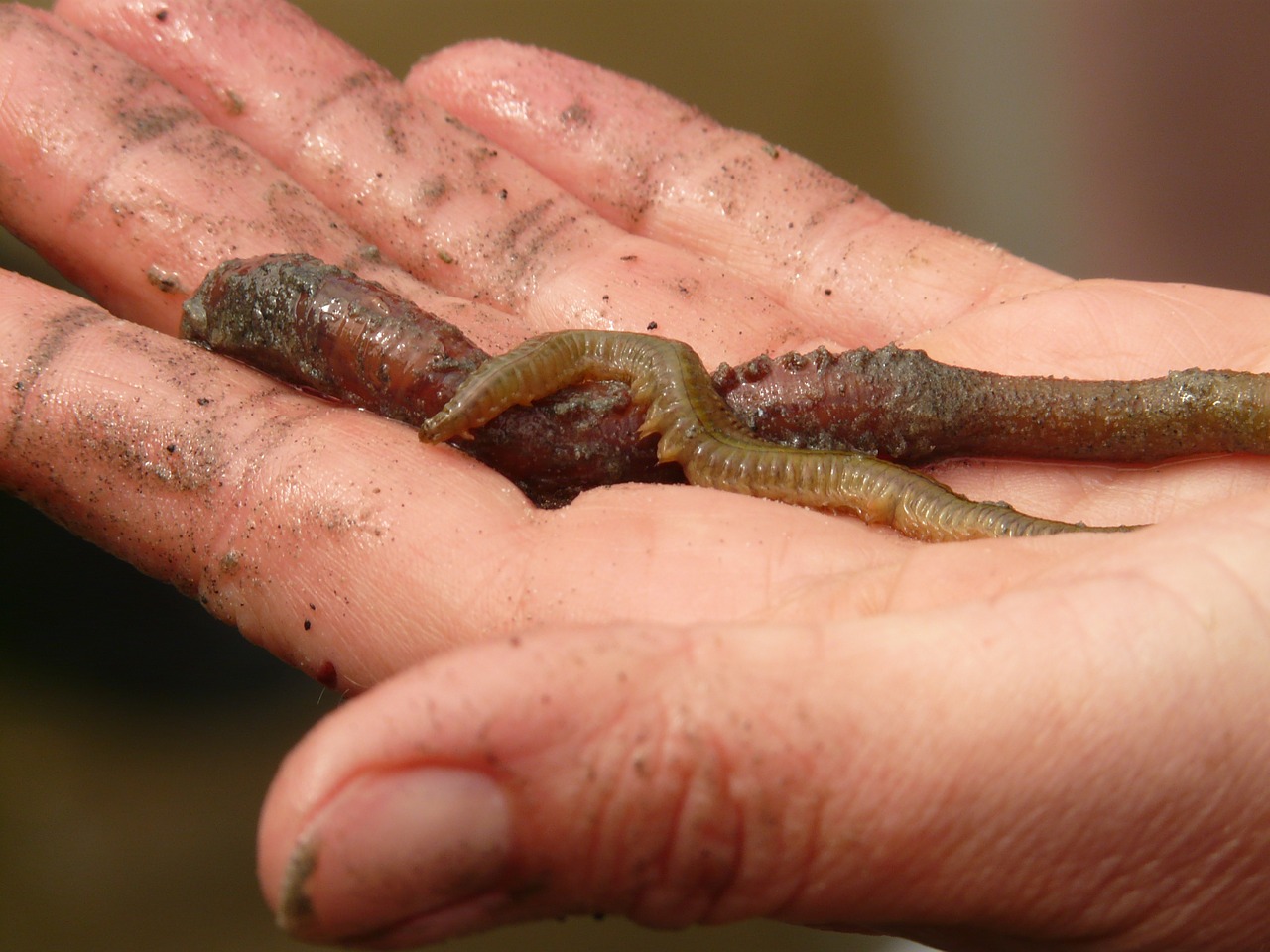 lake striped worm worm worm species free photo
