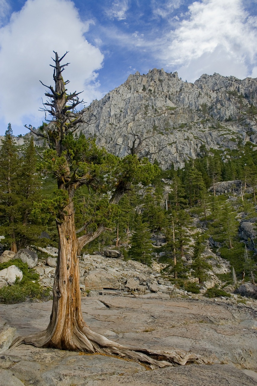 lake tahoe pine trees free photo