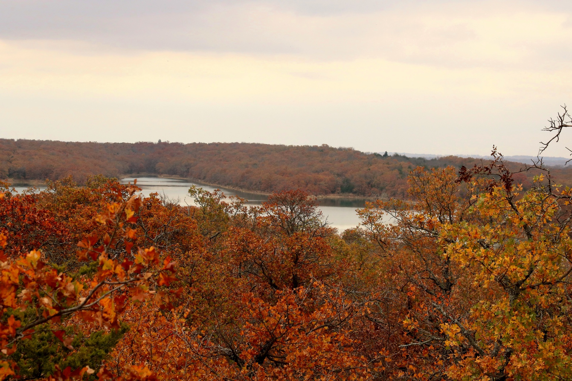 nature trees autumn free photo