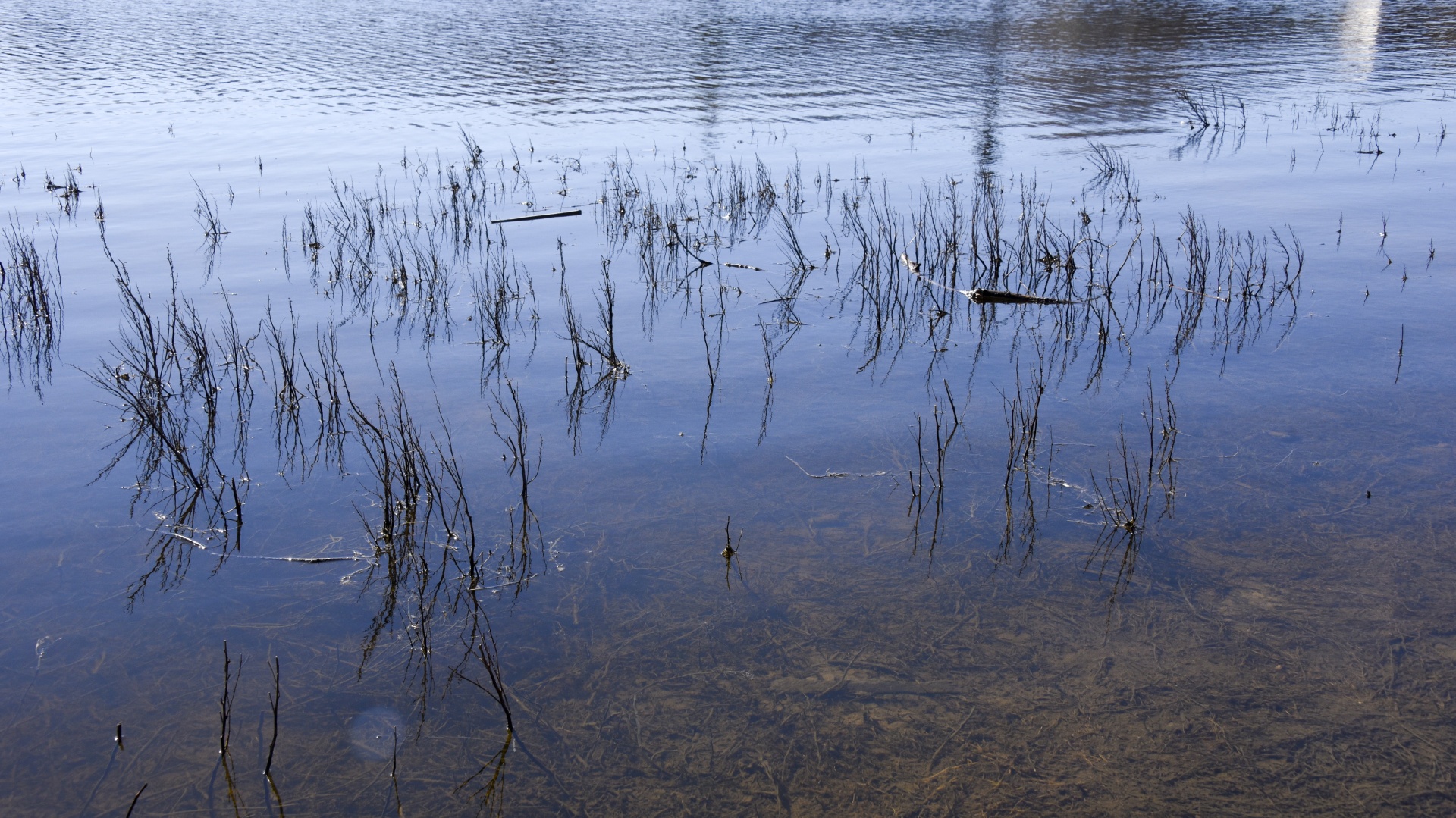 lake,reed,water,peaceful,blue,ripples,colorful,lake water and reeds,free pictures, free photos, free images, royalty free, free illustrations, public domain