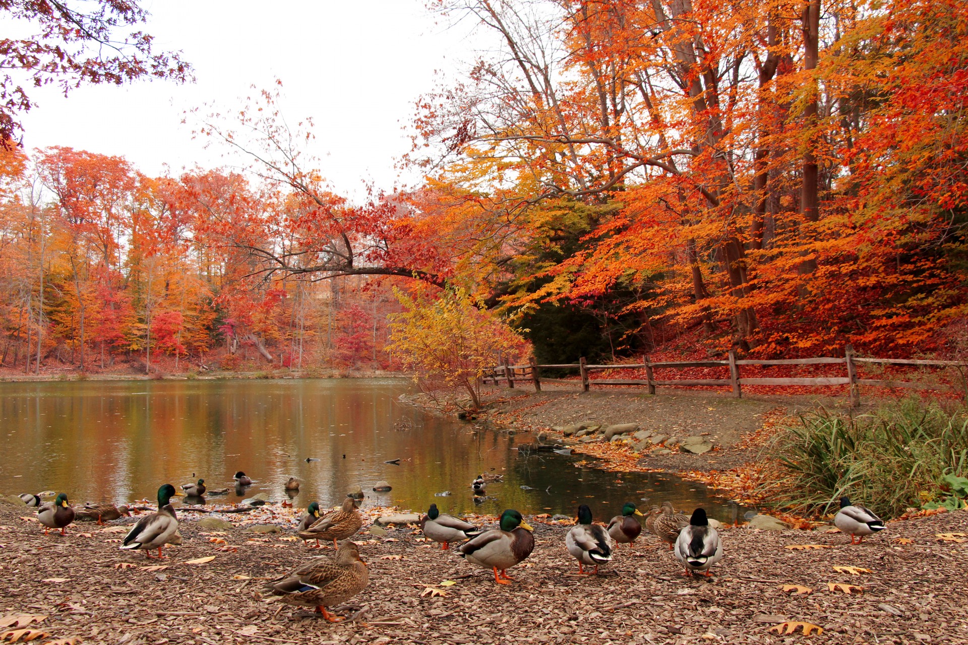 lake ducks autumn free photo