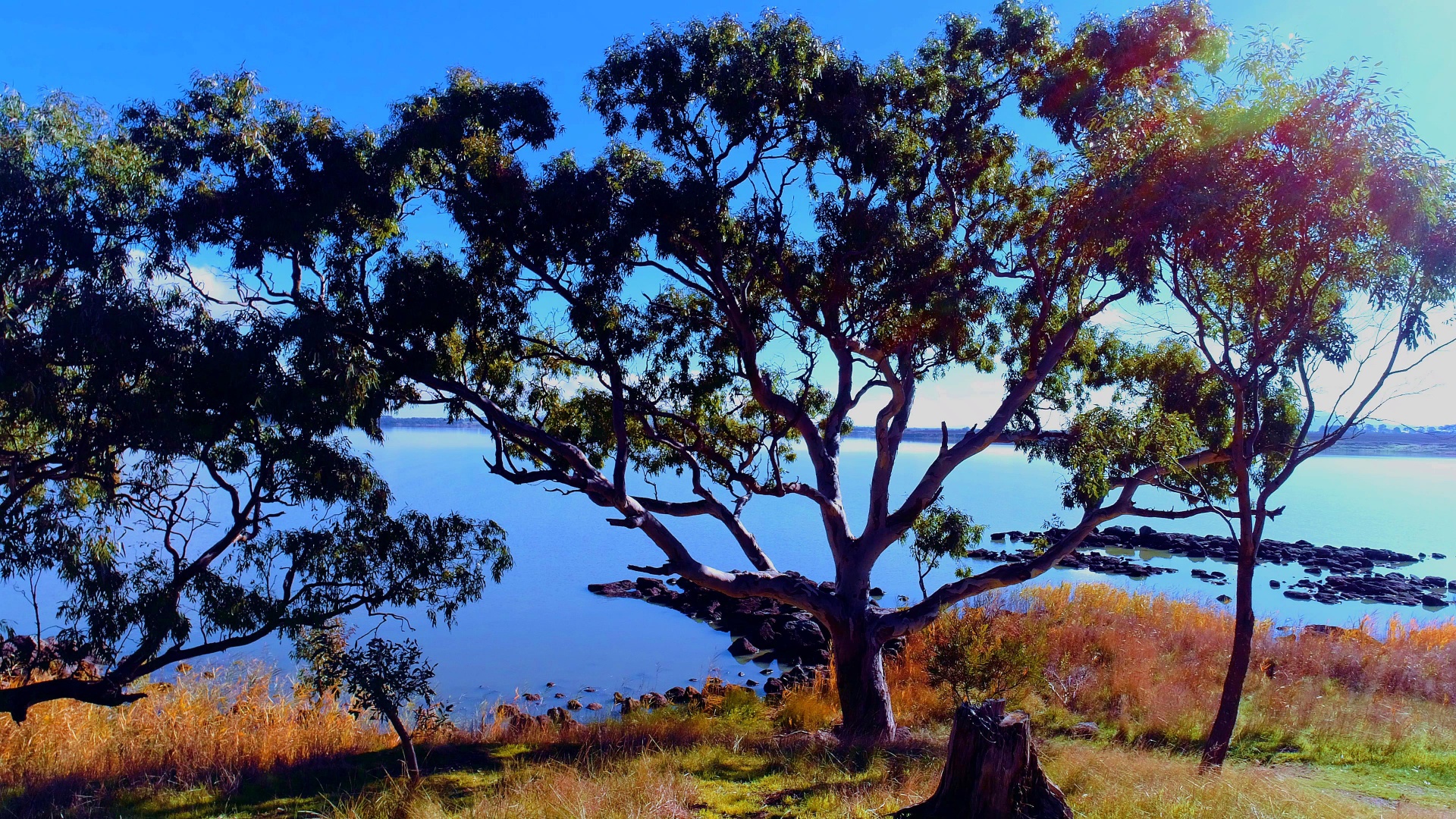 lake australia native trees free photo