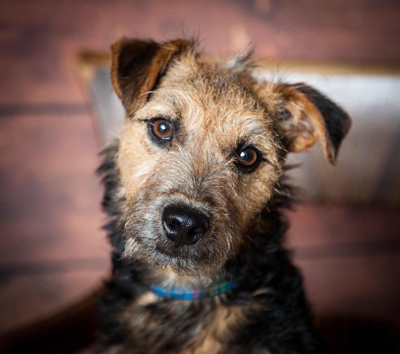 lakeland terrier dog terrier free photo