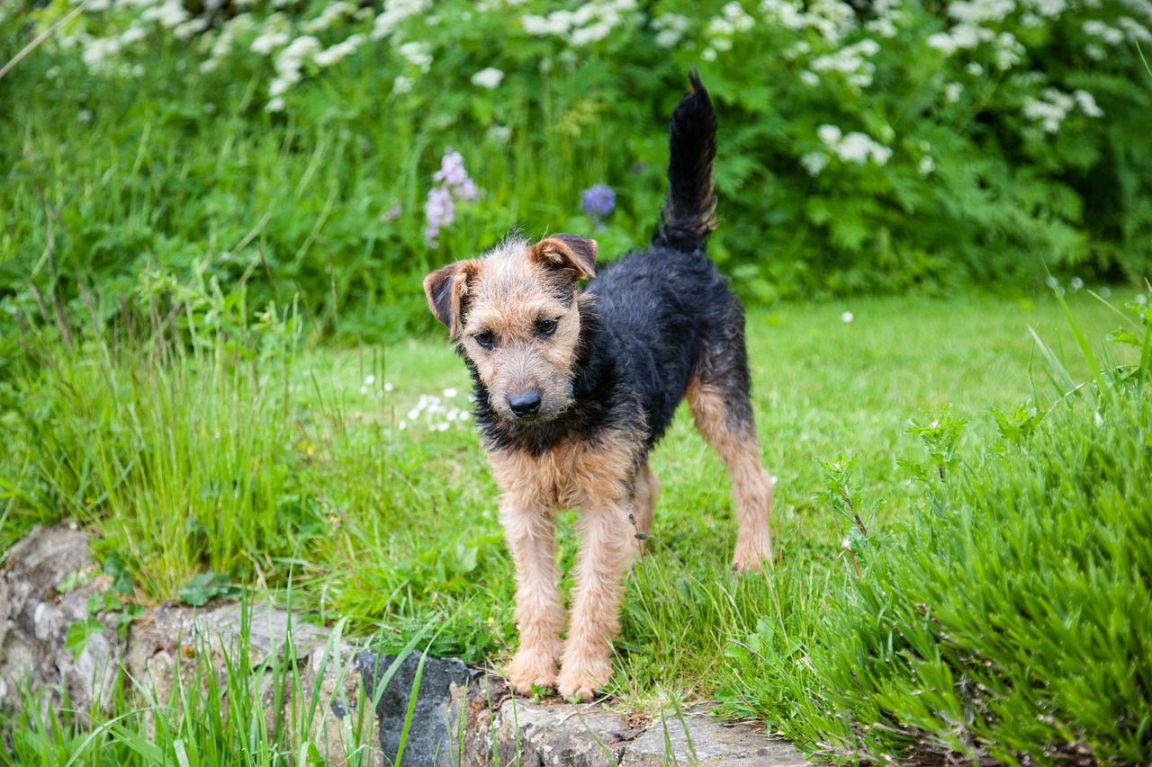 lakeland terrier dog terrier free photo