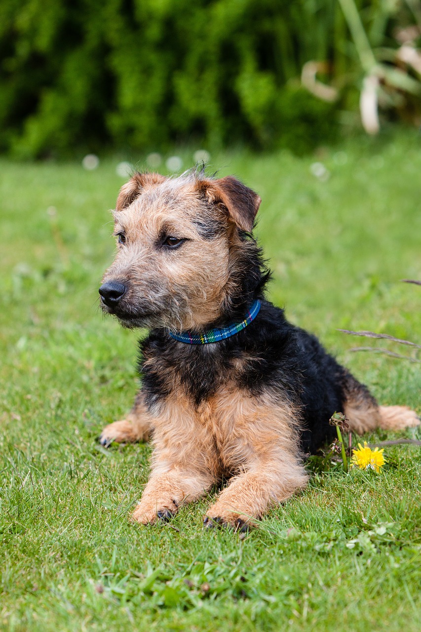 lakeland terrier dog terrier free photo