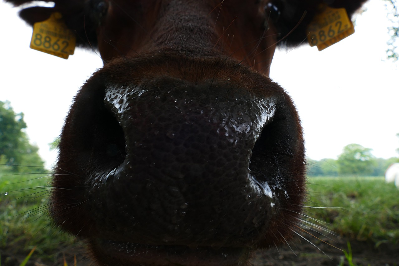 lakenvelder  cow  muzzle free photo