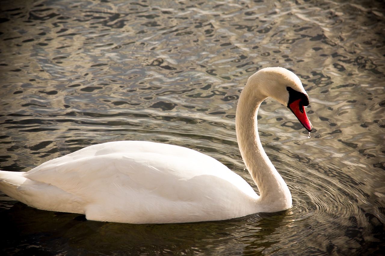 lakes of copenhagen denmark travel free photo