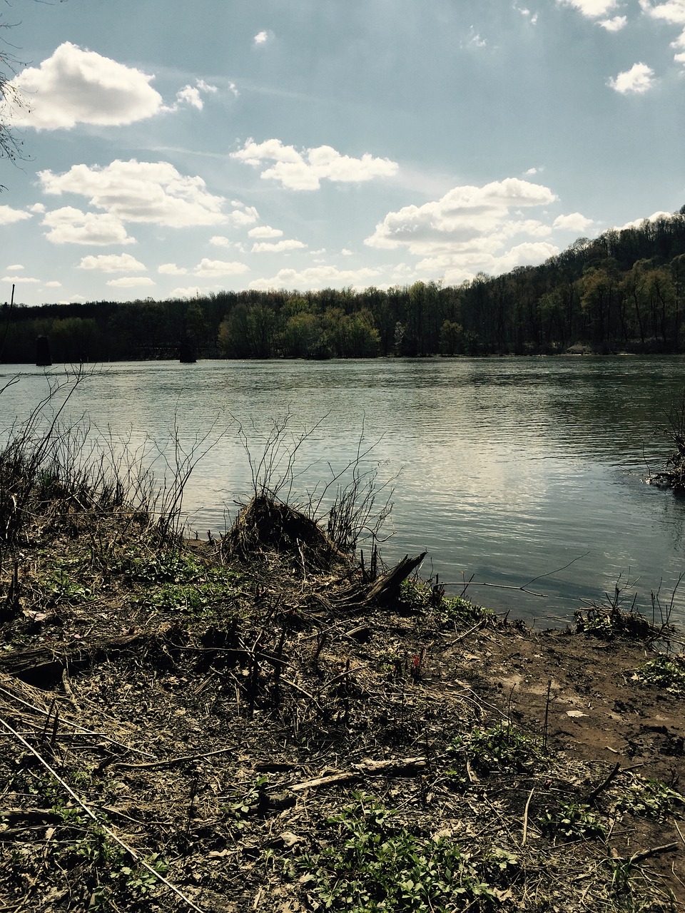 lakeshore lake nature free photo