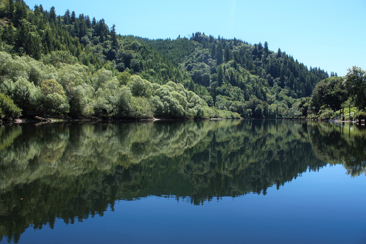 lakeside reflective trees free photo