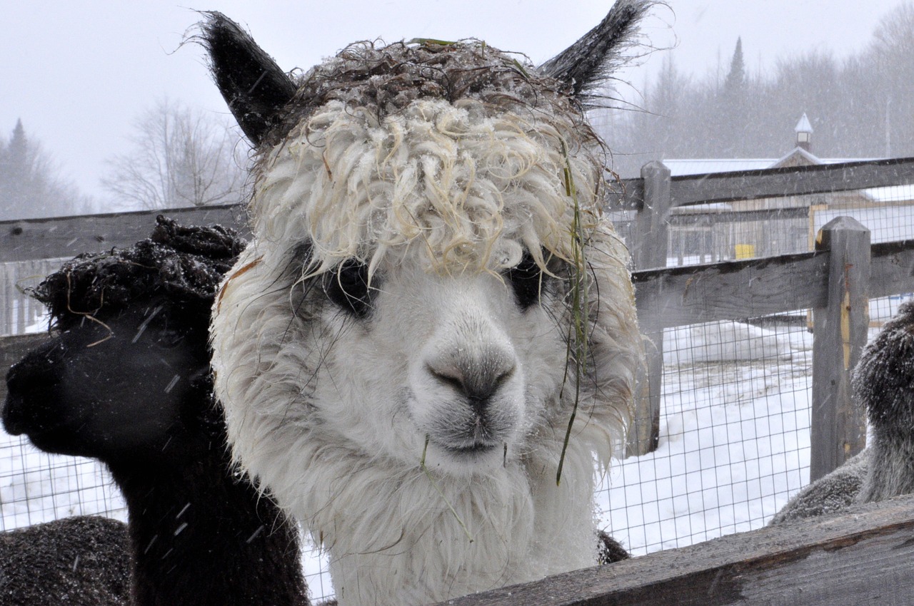 lama animal canada free photo