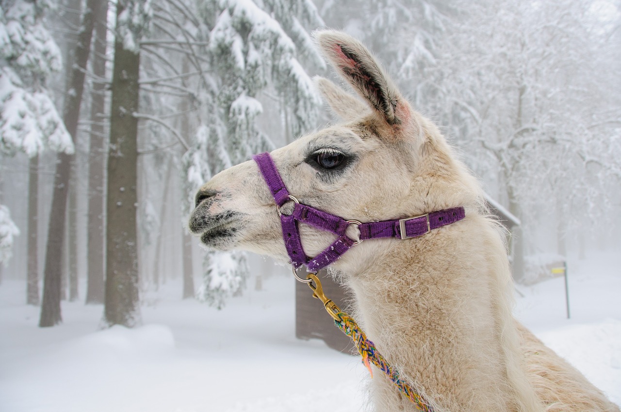 lama winter head free photo