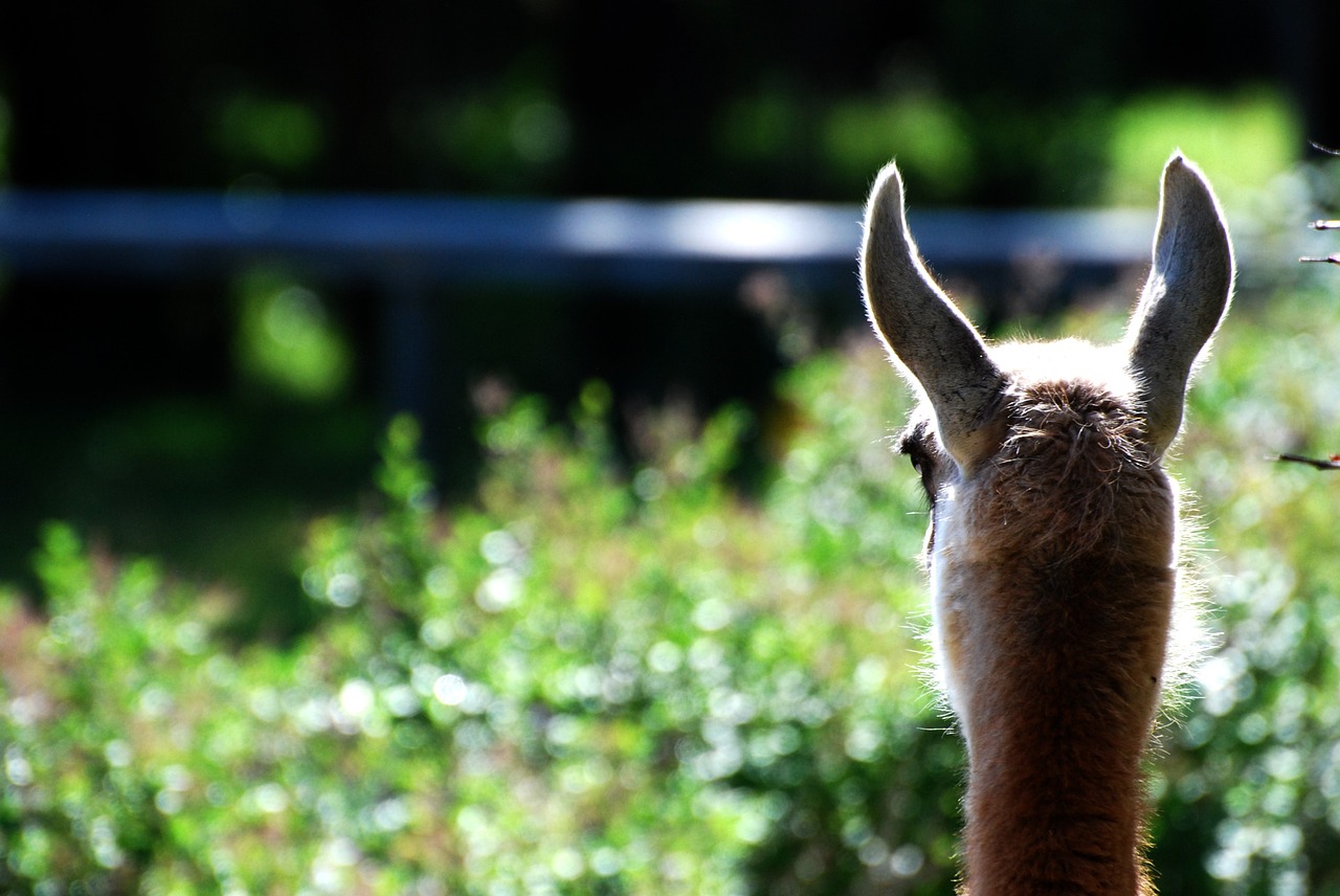lama animals llama free photo