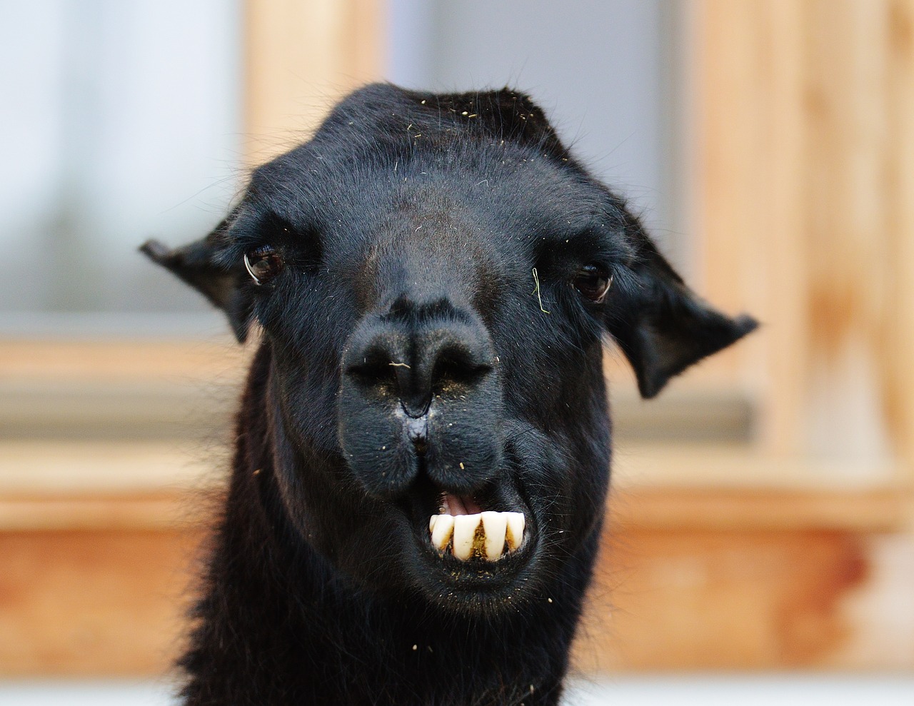 lama black animals free photo