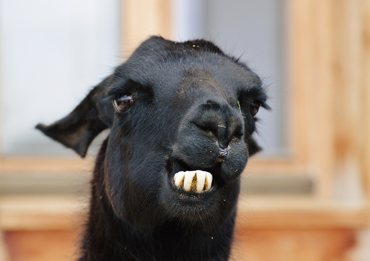 lama black animals free photo