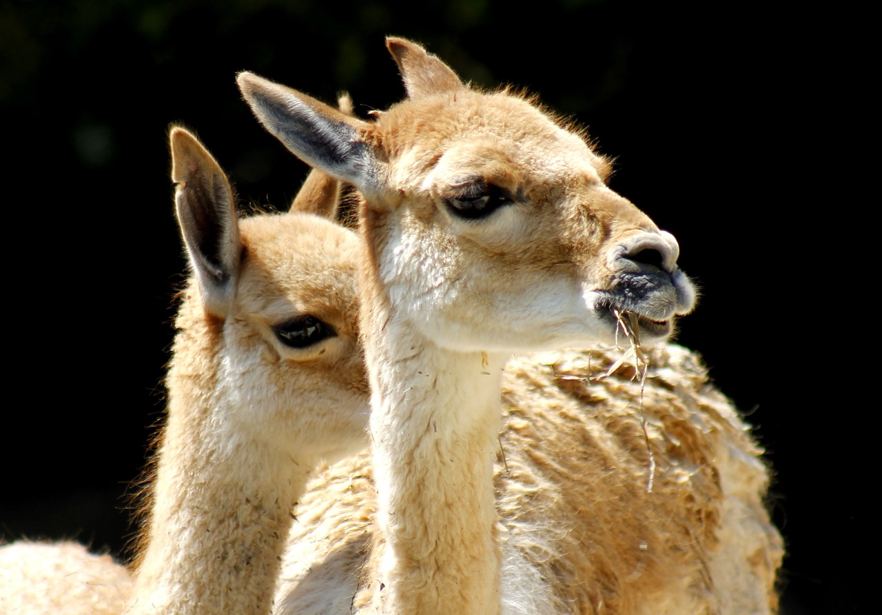 lama zoo animal world free photo