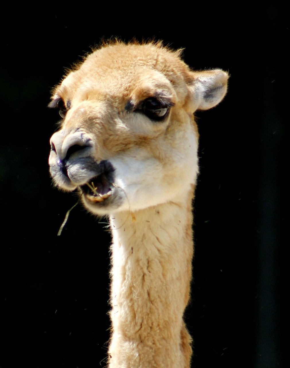 lama zoo animal world free photo