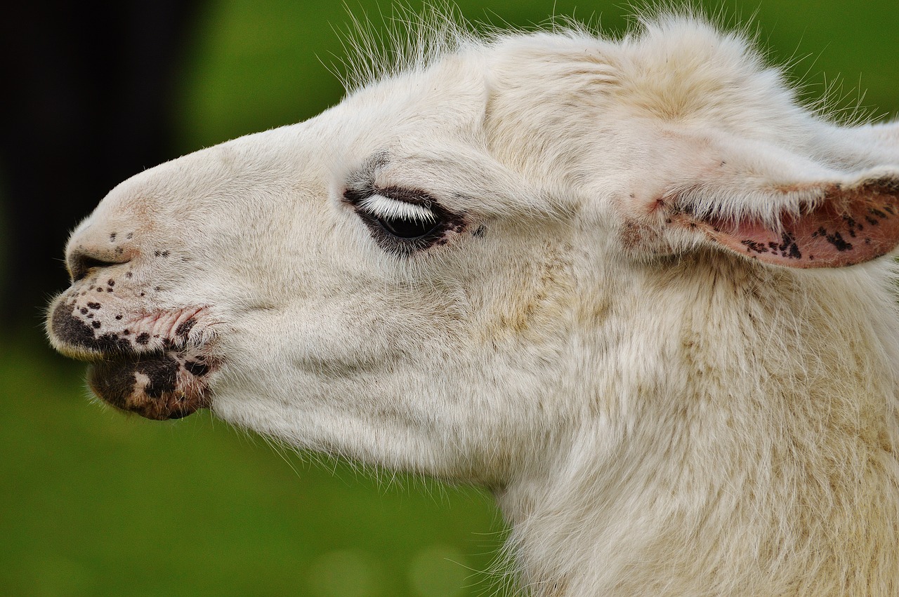 lama white animal free photo