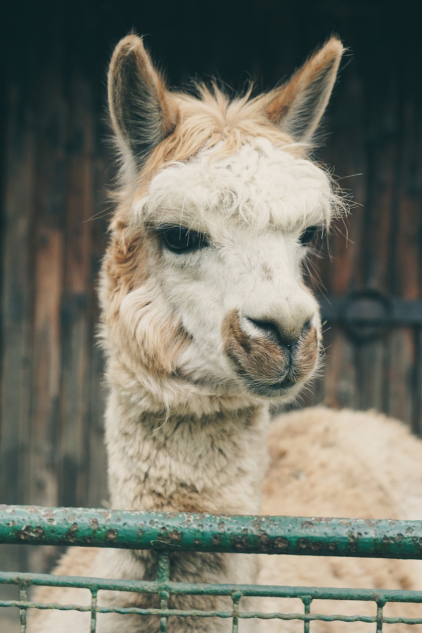 lama alpaca captivity free photo