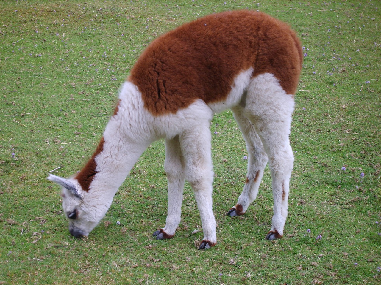 alpaca animal lama free photo