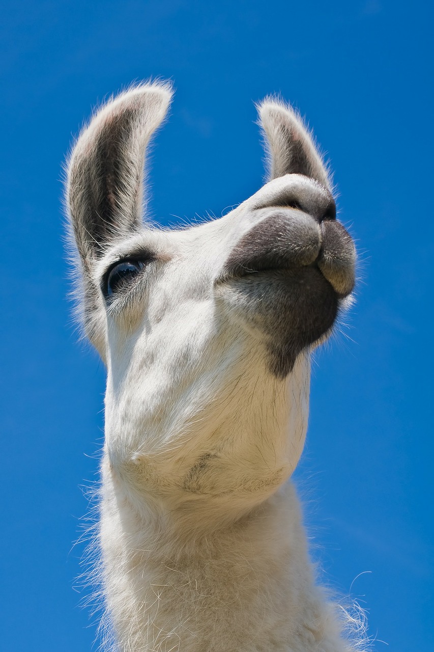 lama camel white free photo