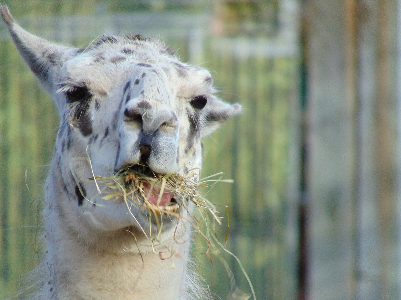 lama ruminant tooth free photo