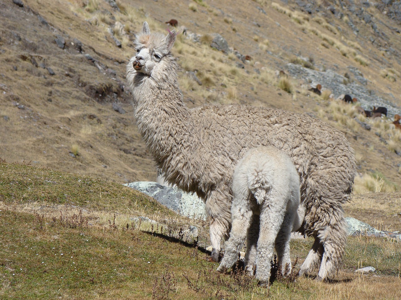 lama peru mother free photo