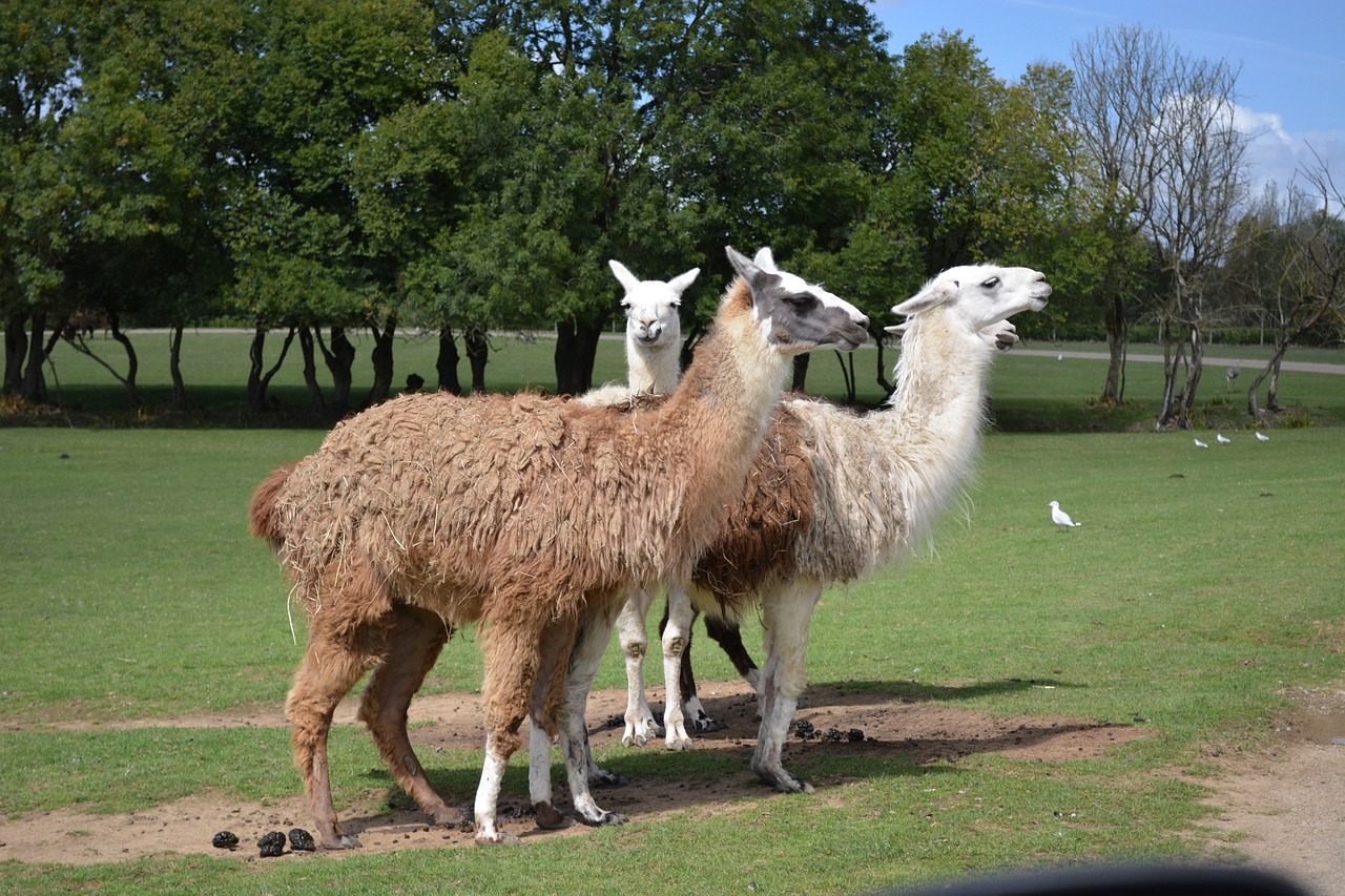 lama zoo nature free photo