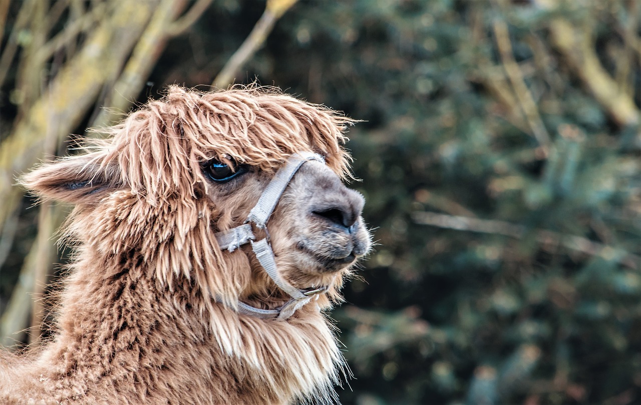 lama fur portrait free photo