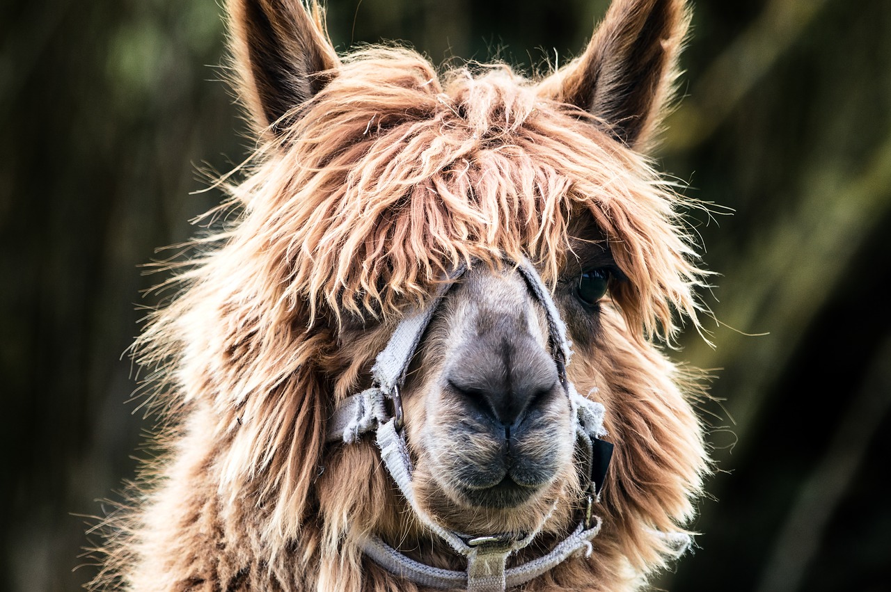 lama fur portrait free photo