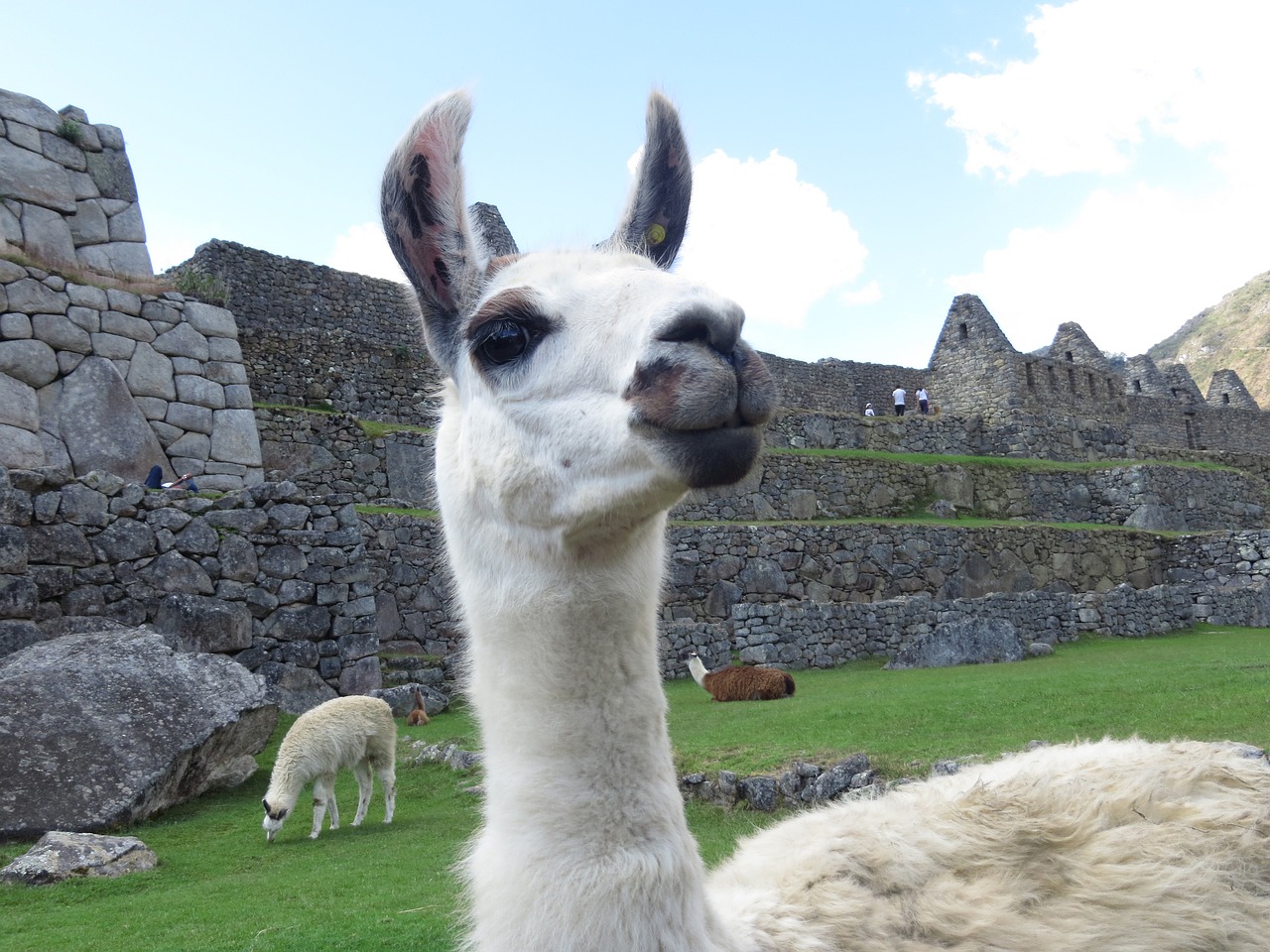 lama peru alpaca free photo