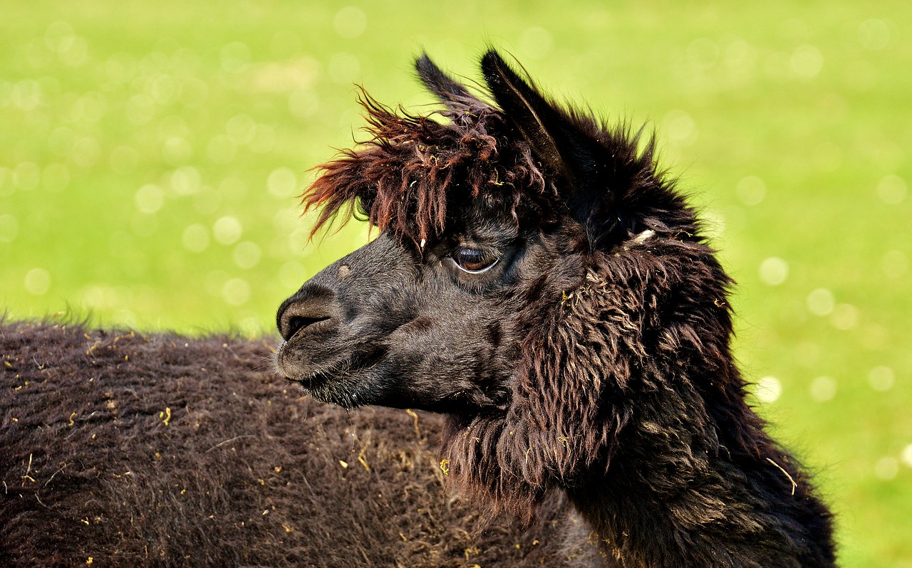 lama head black free photo