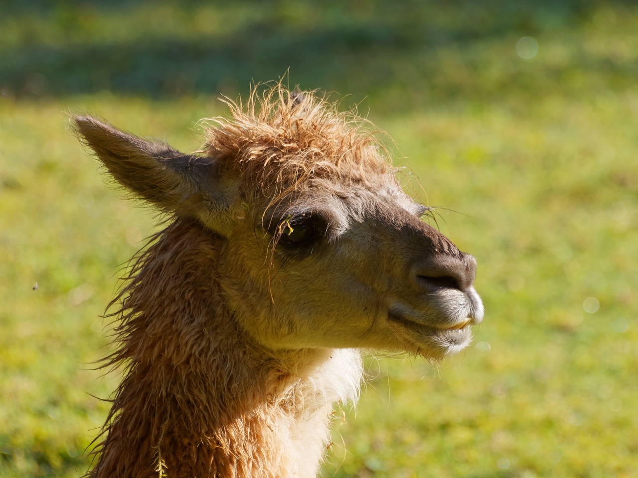 lama animal inca free photo