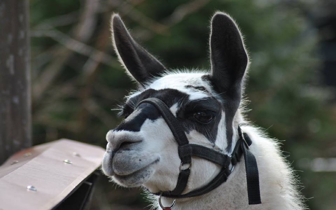 lama animal zoo free photo