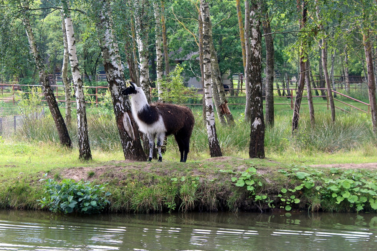 lama nature tree free photo