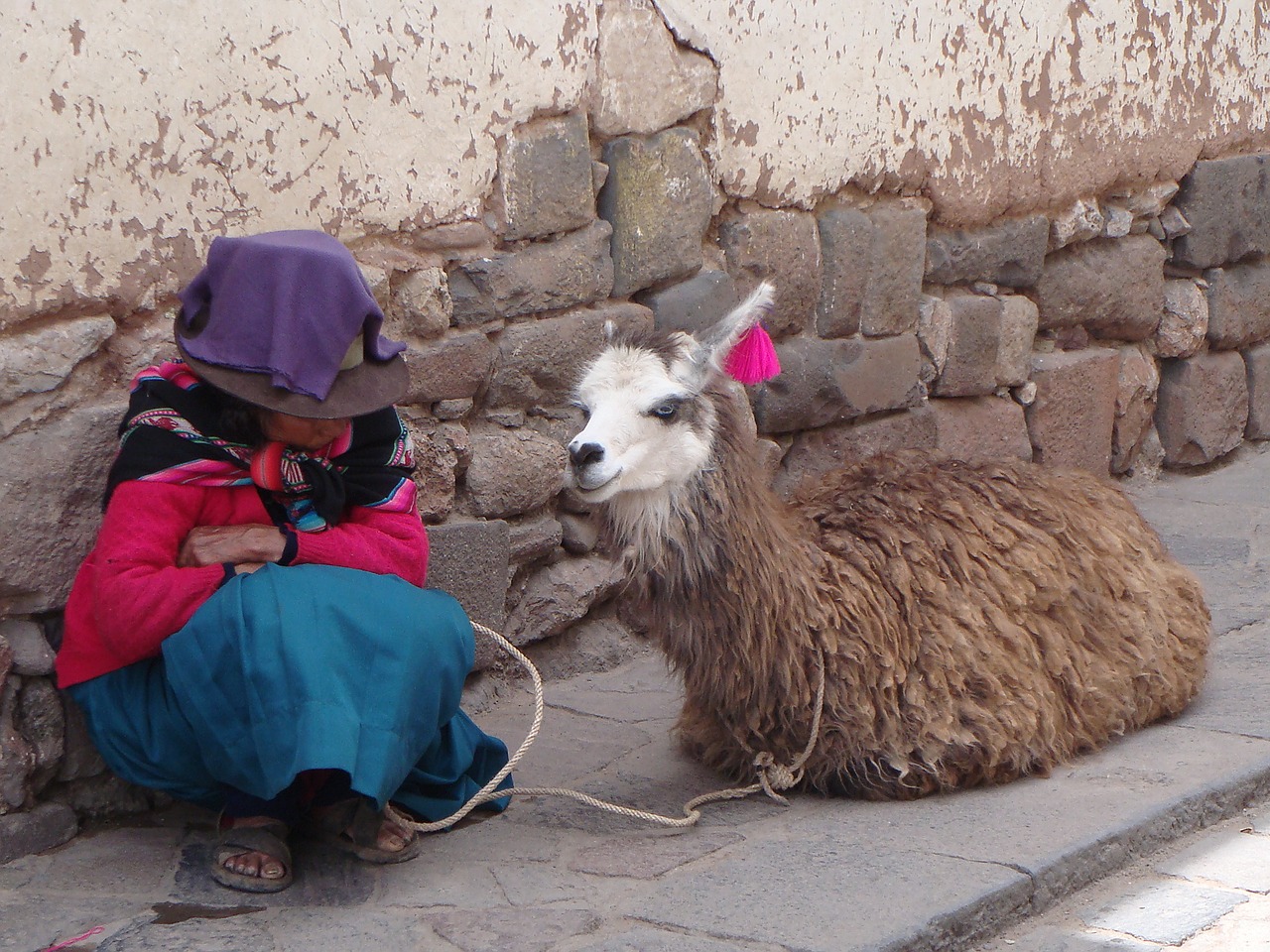 lama alpaca peru free photo