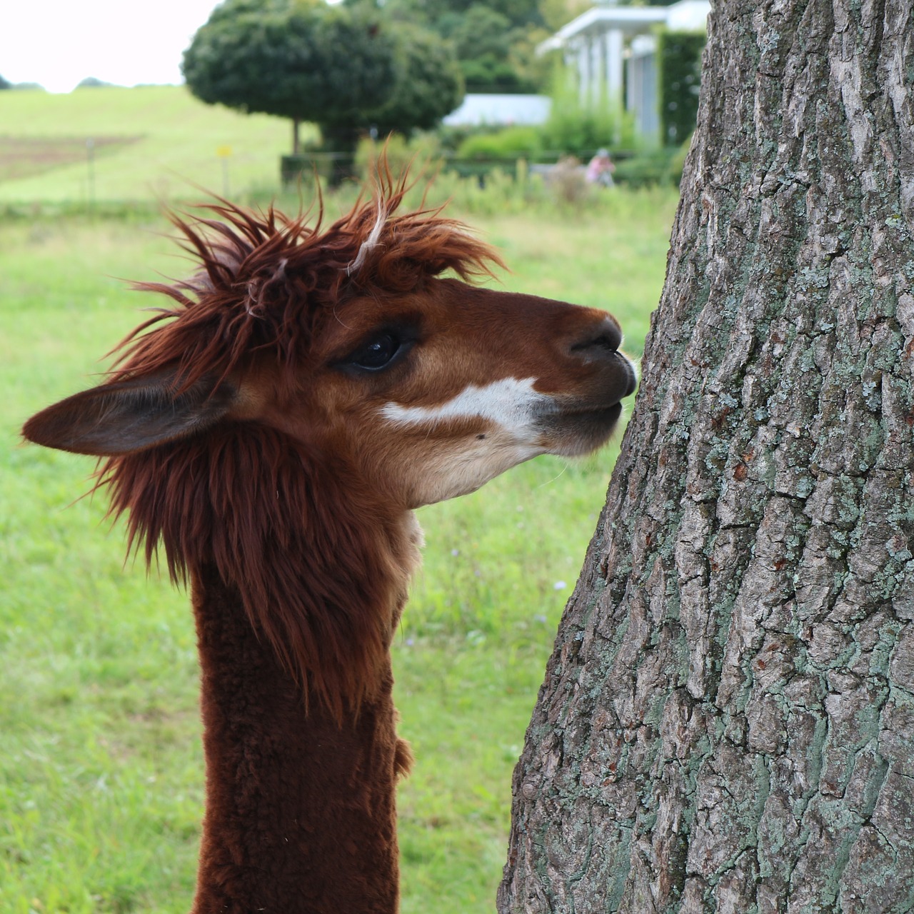 lama brown animal free photo