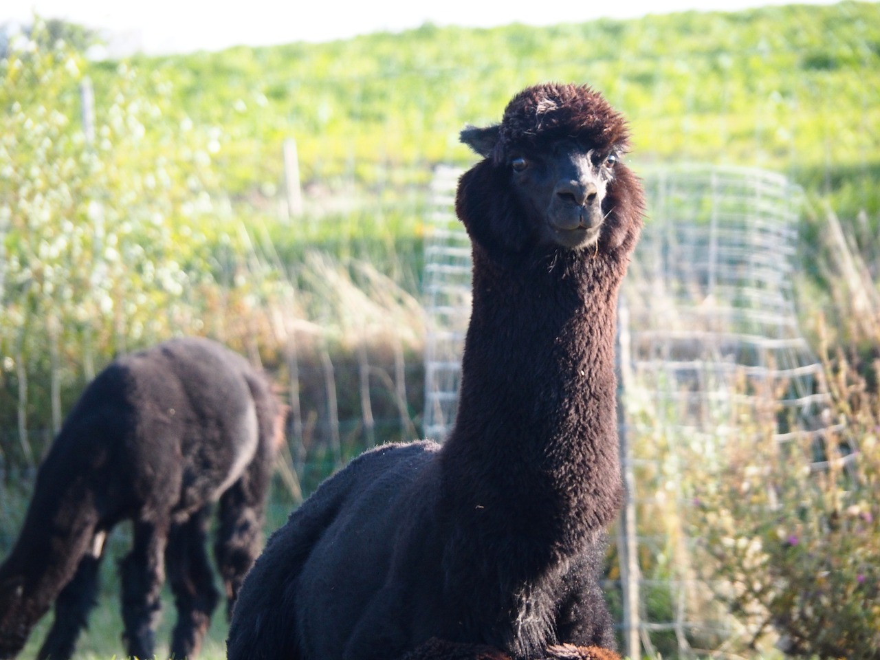 lama black cute free photo