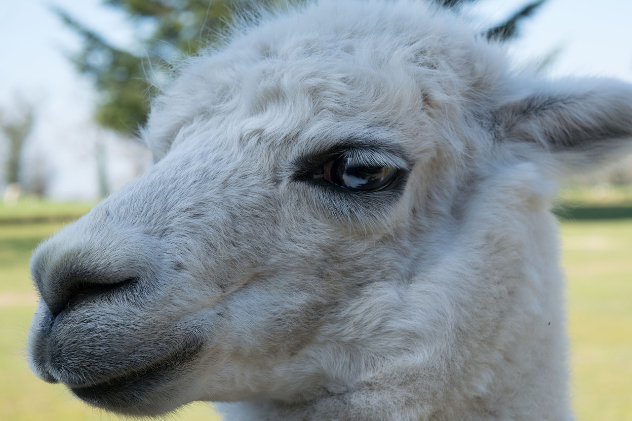 lama alpaca animal free photo
