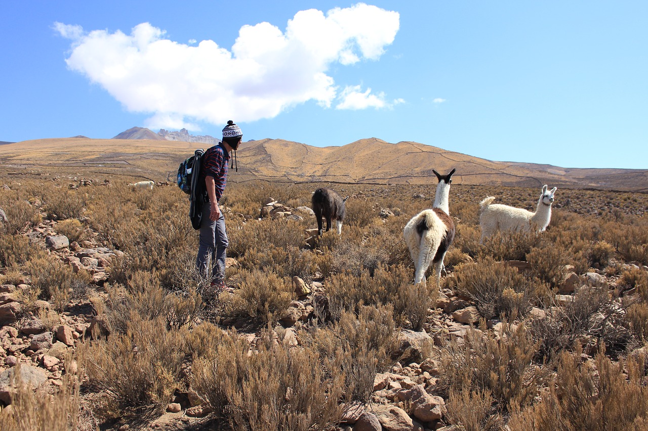 lama bolivia south america free photo