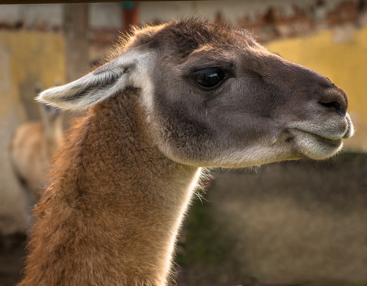 lama alpaca mammal free photo