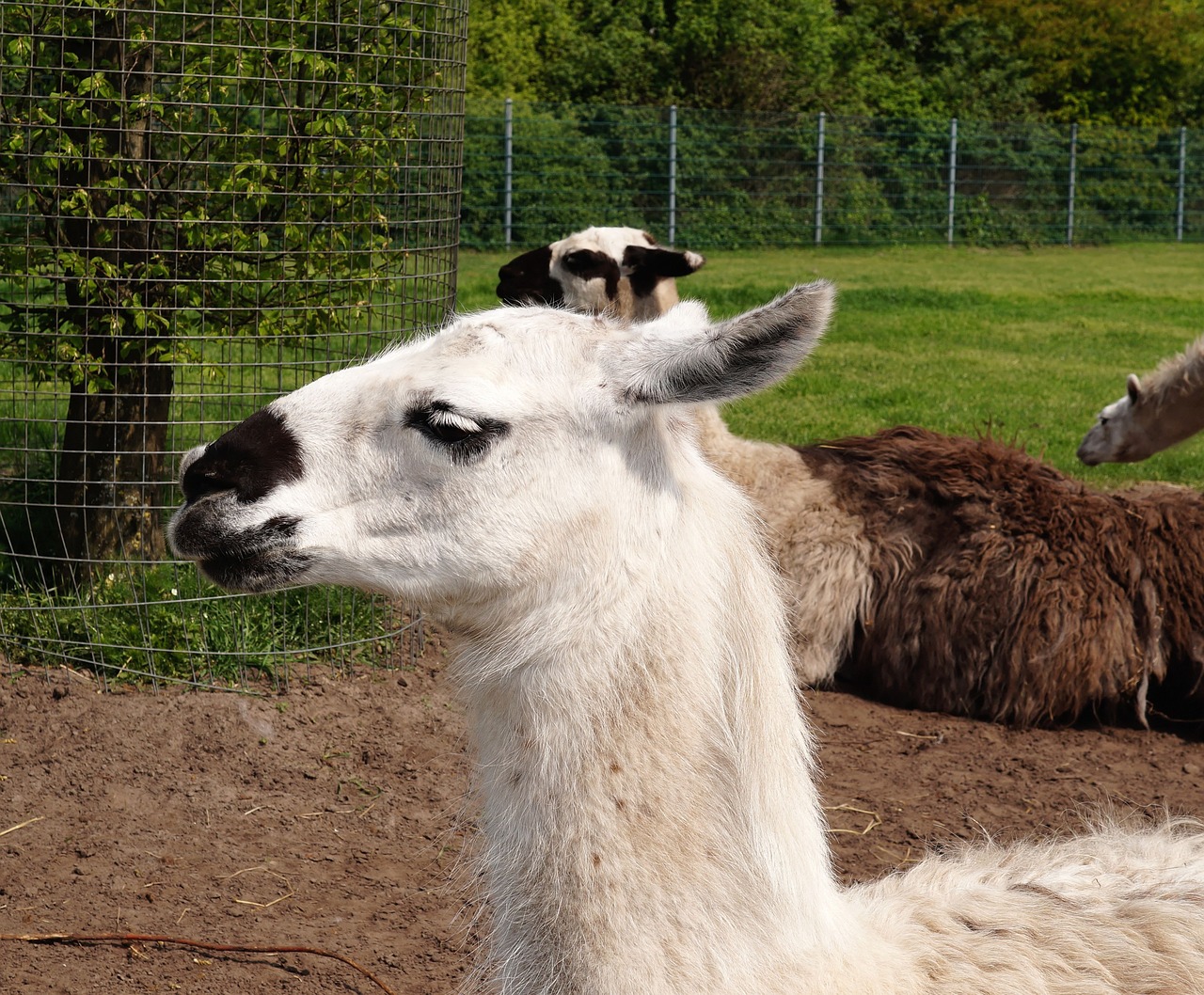 lama animal head free photo